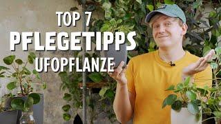 Diese 7 BESTEN Pflegetipps für deine Ufopflanze MUSST du kennen Pilea peperomioides Glückstaler
