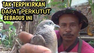 BEJO pawang pikat dapat perkutut suwara bagus katuranggan