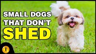 TOP 10 SMALL DOGS THAT DONT SHED