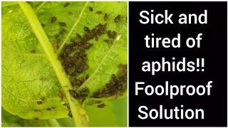 Get rid of aphids Foolproof Organic Aphid Control