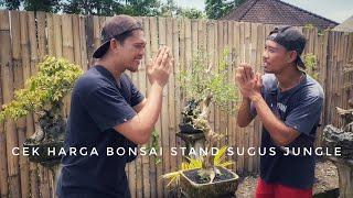 Cek Harga Bonsai   Bonsai Murah  Harga Bonsai di Stand Sugus Jungle