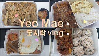 도시락 vlog 취뽀성공 그치만 중식제공 없는 회사 아침마다 도시락싸는 게으른 여매_돼지고기덮밥+제육볶음+막창볶음&참치주먹밥+스팸&계란후라이