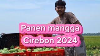 Panen mangga Cirebon 2024