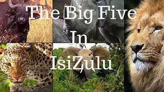 IsiZulu  Names of the African Big 5 Animals in IsiZulu  By Motale Matakalatse