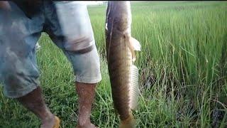 Cambodian Traditional Rod Fishing Get More Big FishFishing Videos - PU MENG Fishing