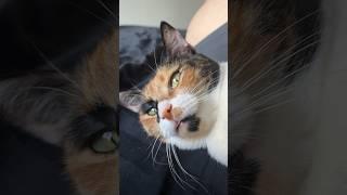 Кошку накрыло жарой #cat #shortvideo