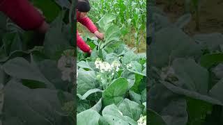 This Is The Super Tasty Vegetable I Ever Eat Its Easy To Grow And Fast To Harvest