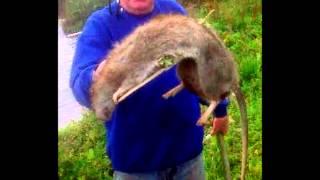 6 GIANTBIGGEST RATS EVER FOUND NEAR PEOPLE..SCARY