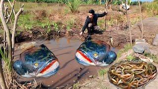 Panen Ikan Berkepala Ular Dan Belut Babon Di Kolam Kering Dipinggir Sawah