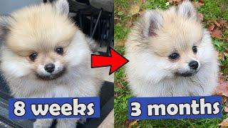 POMERANIAN PUPPY GROWING - 8 WEEKS TO 3 MONTHS OLD