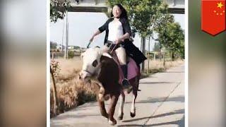 Chinese woman rides cows because horses cost too much - TomoNews