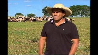 Record Rural - Investimentos privados dão fôlego à produção de rebanhos ovinos em MS Veja