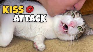 Kissing Prank On My Cats - KISS ATTACK REACTIONS