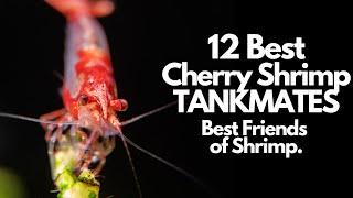 12 Best Cherry Shrimp Tank Mates And Who To Avoid