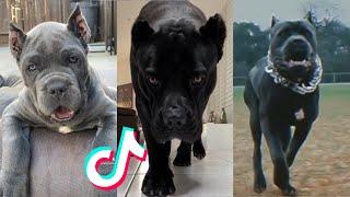 Cane Corsos are Badass and Cute - Tiktok Compilation  4