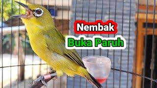 Pancingan Terbaik Pleci Nembak Buka Paruh