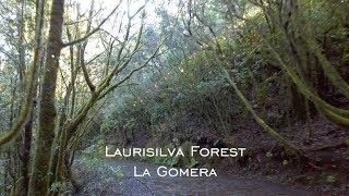 Come Hike With Us Laurisilva Forest To El Cedro- La Gomera - Straight Out Of A Fairy Tale