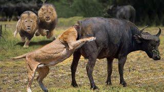 Tragic Death of Lion when Being Knocked-Out By Buffalo - Buffalo Killed Lions To Rescue His Teammate