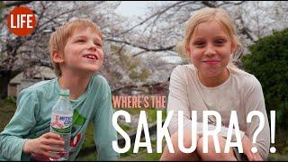 Wheres the Sakura? ‍️ LIJ EP 257