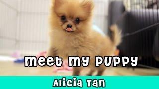 Meet My Puppy Bambee  Alicia Tan