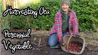 Harvesting & Replanting Oca  Perennial Vegetable  New Zealand Yam  How it tastes & Cooking tips