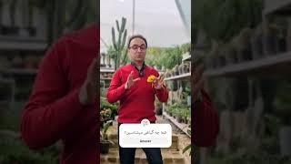 کدوم گیاهان آپارتمانی نور زیاد خورشید رو لازم دارن؟ #viral #shorts #گلوگیاه