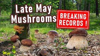 RECORD-BREAKING Mushroom Hunting in May - First ceps - Boletus edulis Boletus reticulatus - Porcini