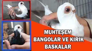 TÜRKİYENİN EN İYİ BANGOLARI VE KIRIK BASKALARI Turkish Pigeons