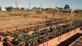 Como Guiar los Tomates - Entutorado con Cañas  ¡¡ Paso a Paso  El Huerto de Silverio