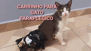 CARRINHO SUPER PRÁTICO PARA GATO PARAPLÉGICO. Cuidados com gatos especiais. #gatos #gatitos #cats