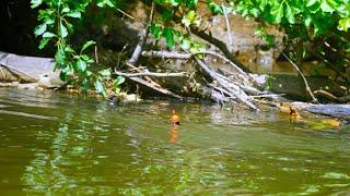 AMAZING SUMMER STEELHEAD BOBBER DOWNS - Skamania Steelhead Float Fishing 2024