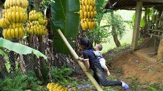 Journey to start building a new house - harvesting bananas to eat through the day.