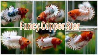 Fancy Copper Star 23-12  www.BettaSales.net  0777678979