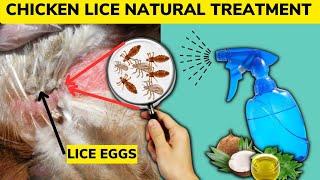 ELIMINATE CHICKEN LICE BY SPRAYING THIS ORGANIC TREATMENT. Kills Lice & Destroy Lice Eggs.