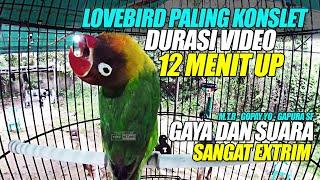 LOVEBIRD PALING KONSLET  DURASI 12 MENIT UP VIDEO  GAYA DAN SUARA PALING EXTRIM - M.T.R GAPURA SF