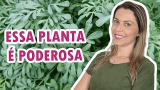 ARRUDA dicas de cultivo e benefícios para a saúde