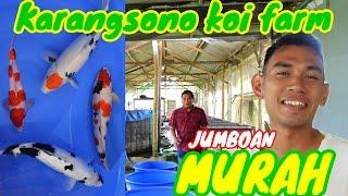 PETANI KOI MUDA BLITAR ‼️ KHUSUS KOI JUMBOAN‼️MURAH‼️KARANGSONO KOI FARM-BLITAR