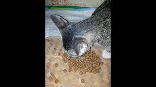 kucing kelaparan