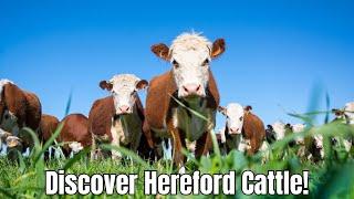 Hereford Cattle Breed Breeding Characteristics 2024