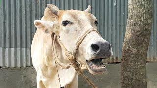 Village 6 Cow Mooing Cow Sound Cow Standing Near The House Cow Want Grass Food