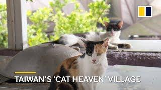 Taiwan’s ‘Cat Heaven’ village becomes popular tourist attraction