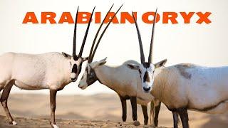 Arabian Oryx A Remarkable Antelope Returning from Extinction