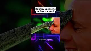 Почему мангусты не боятся змей #мангуст #мангусты #змеи