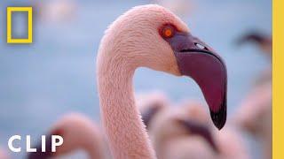 Protecting a Flamingo Paradise  Incredible Animal Journeys  National Geographic