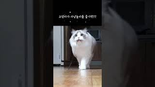 지치지않는 에너지를 가졌던 # 똑똑냥이 #각묘각색 #슈 #랙돌 #고양이