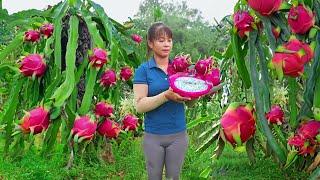 Harvest Dragon Fruit Go To Market Sell Weeding the banana garden  New Free Bushcraft