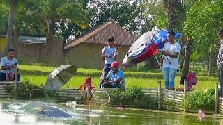 গ্রামের ছোট পুকুরে বিশাল মাছ ধরা Huge Fish catching  in Village small pond