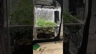Rescuing Over-Vegged Cannabis Plants Getting Them Under the SCROG Net