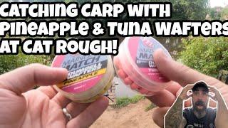 Catching Carp with Pineapple & Tuna Wafters at Cat Rough