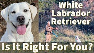 White English Labrador Retriever  Is It Right For You?